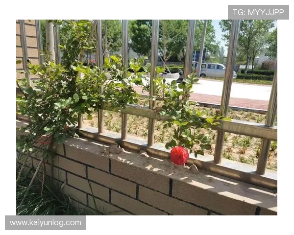 开云登陆界面优化升级带来的新体验与操作指南