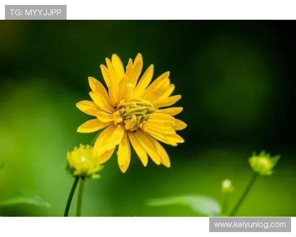 掌握开运网站的使用技巧让你轻松迎接每一个幸运的日子